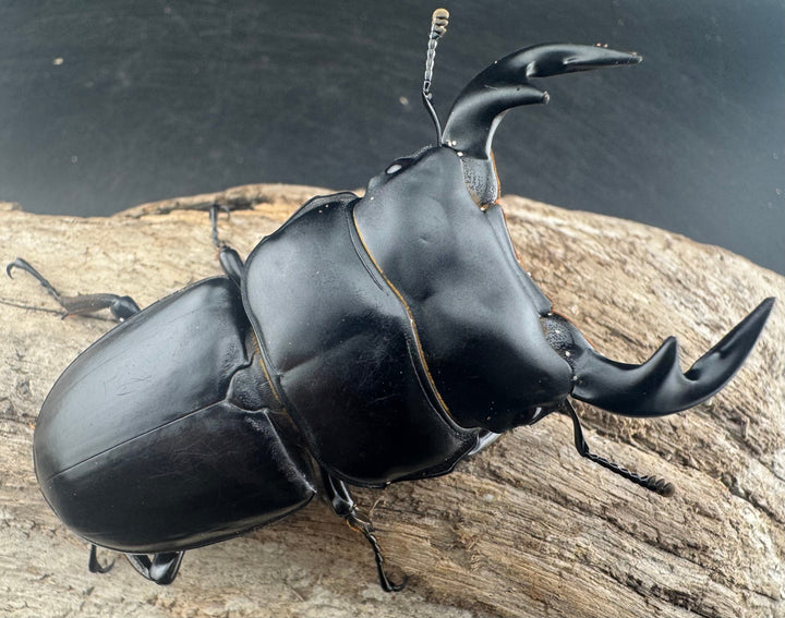 【WD】《アンタエウスオオクワ亜種miyashitai 72mm ペア》