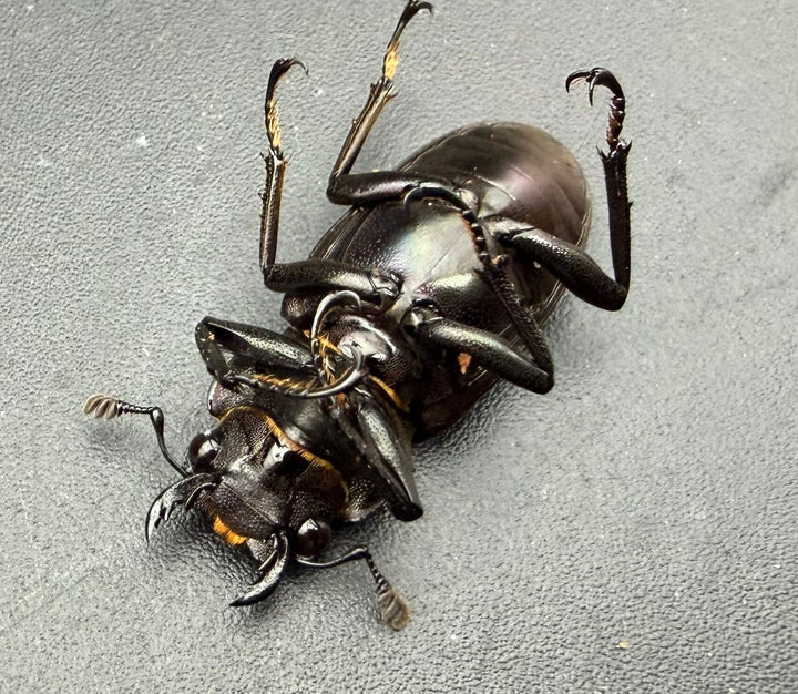 《メタリフェルホソアカ亜種フィナエ パープル系 80.5mm ペア》