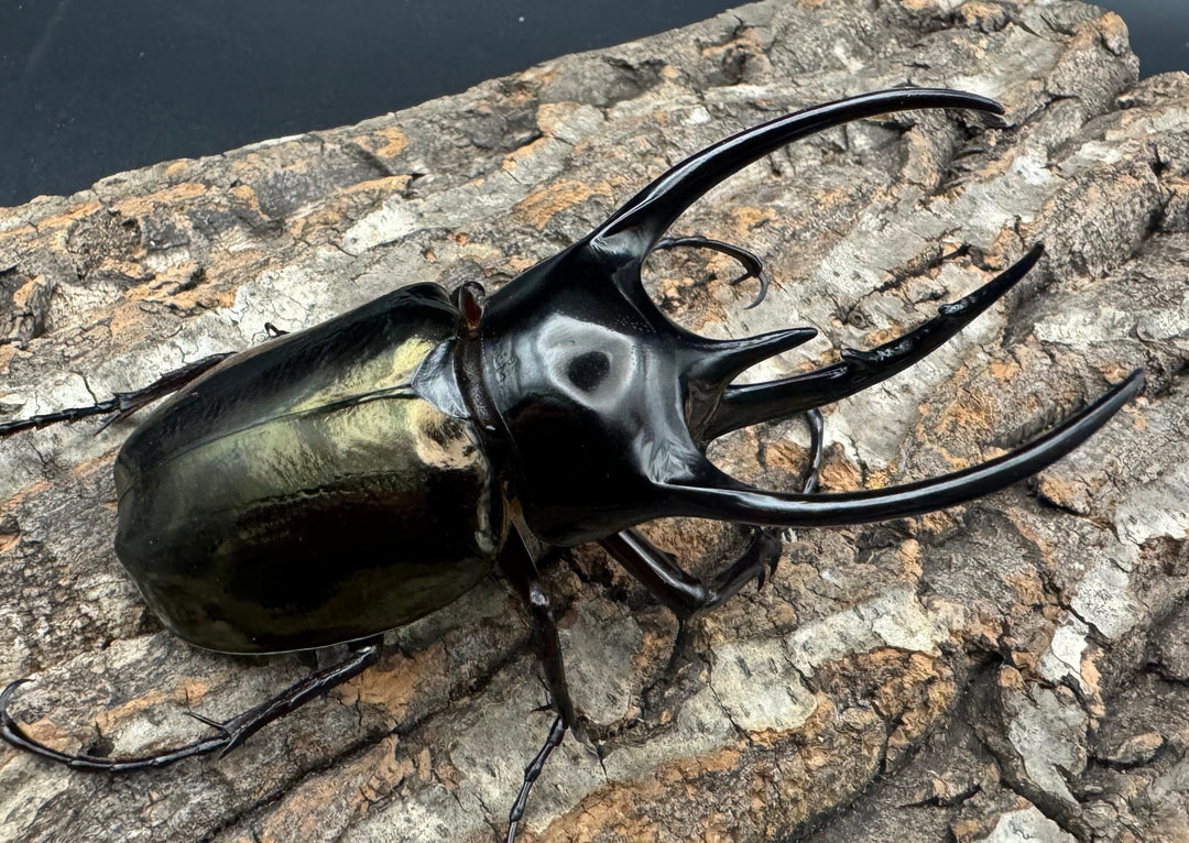 【WD】《ジャワコーカサスオオカブト 96mm ペア》