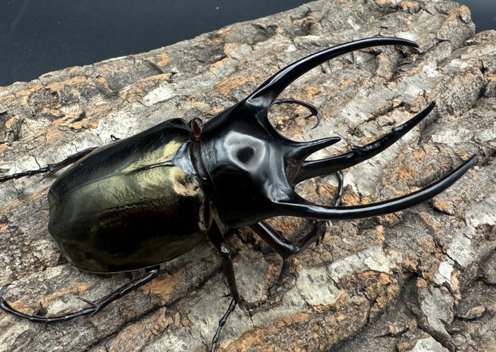 【WD】《ジャワコーカサスオオカブト 96mm ペア》