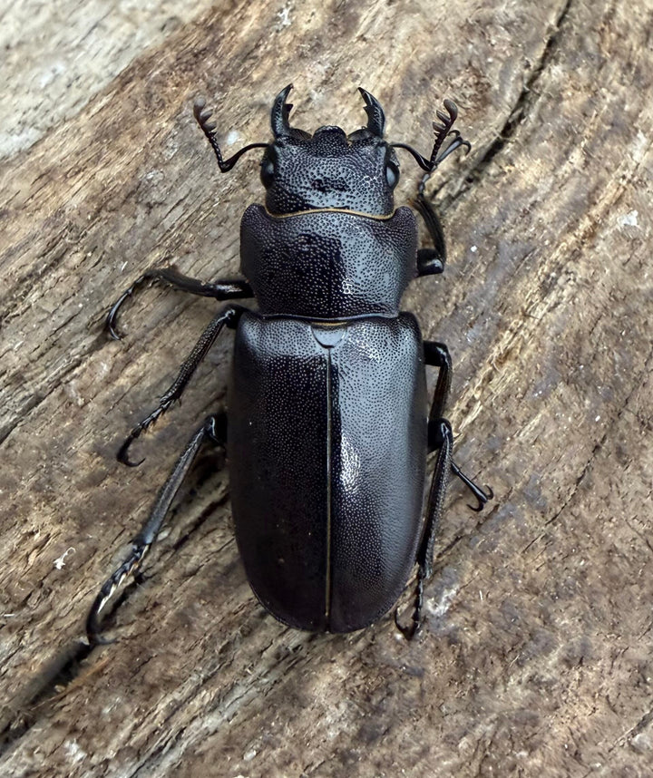 《メタリフェルホソアカ亜種フィナエ パープル系 66.5mm ペア》