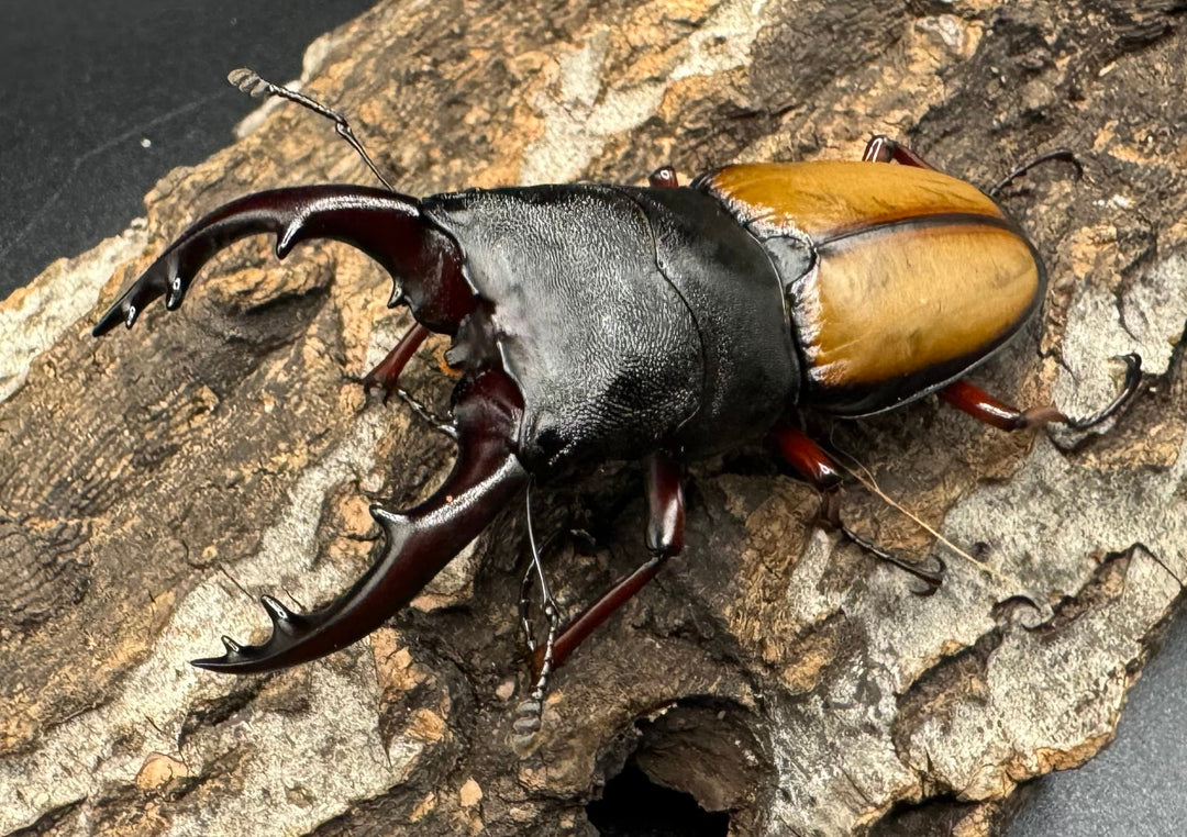 《ウムハンギノコギリ 66mm ♂単》