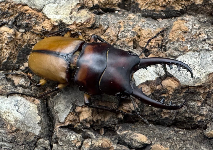 【WF1】《ブルイジンノコギリ タリアブ島産 35mm ペア》Moro氏ブリード個体