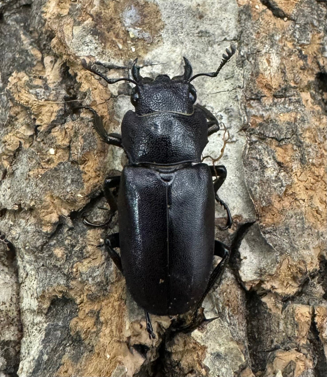 【美麗】《メタリフェルホソアカ 75mm ペア》わたくわ氏ブリード個体