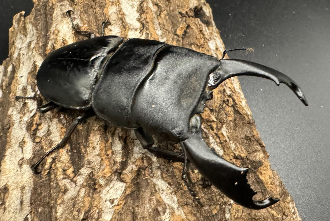 【WD】《西ペレンオオヒラタ 93.5mm ペア》