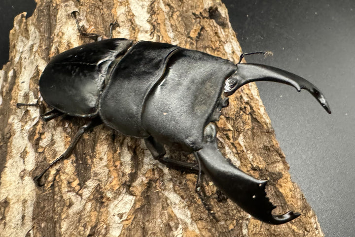 【WD】《西ペレンオオヒラタ 93.5mm ペア》