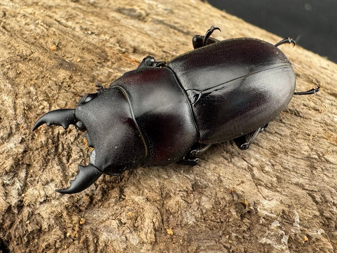 【WD】《ラクノステルヌスヒラタ亜種lumawigorum 30mm ペア》