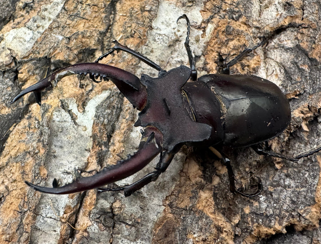 【WF3】《ドンミヤマ 63mm ペア》