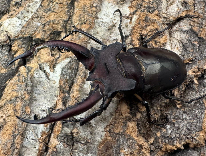 【WF3】《ドンミヤマ 63mm ペア》