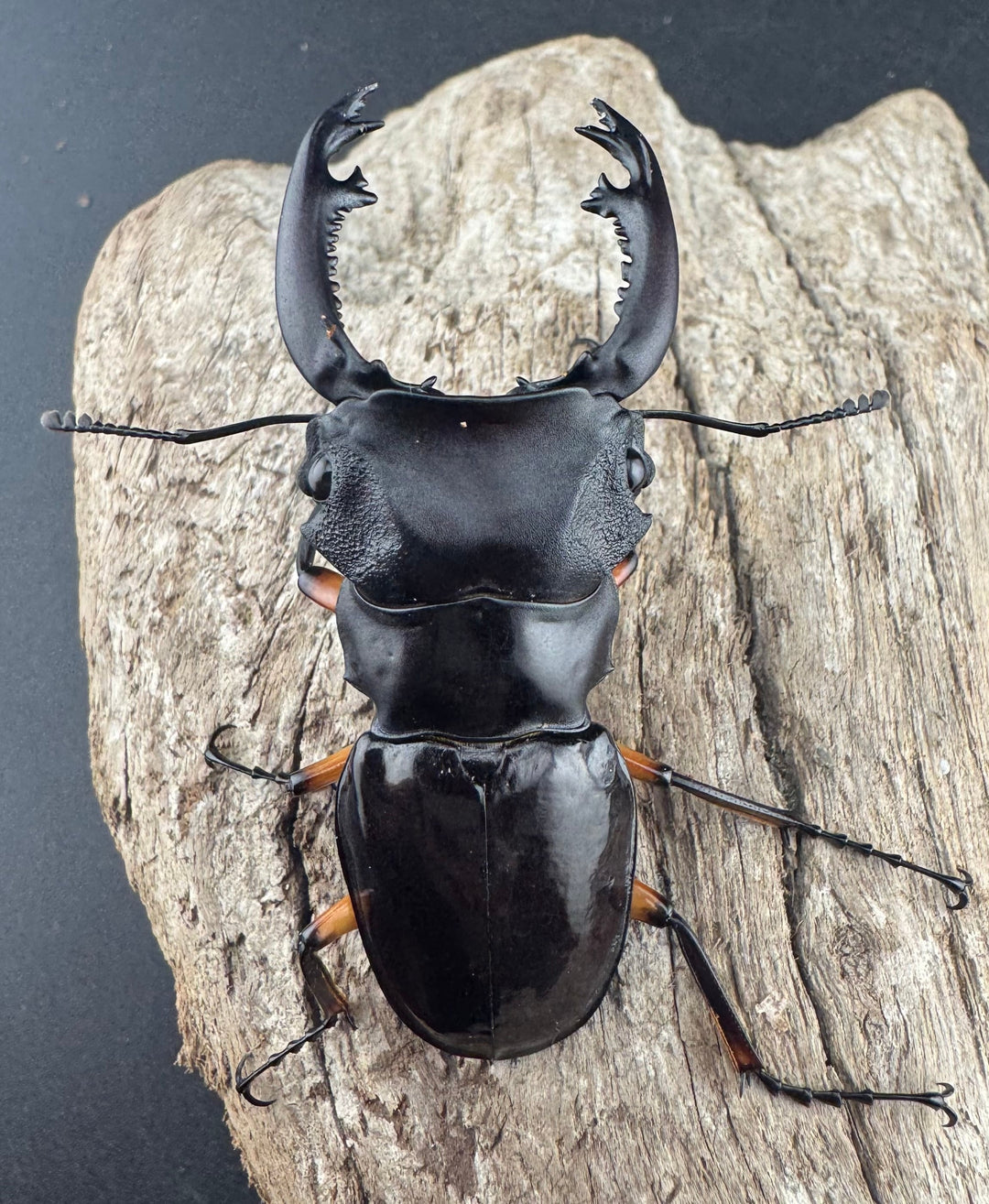 【WD】《インペリアリスツヤ亜種komorii バタラザ産 62mm ペア》