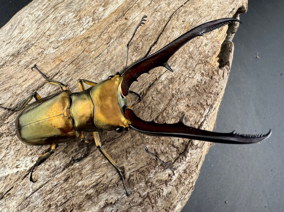 《メタリフェルホソアカ亜種サンギレンシス 70.5mm ペア》