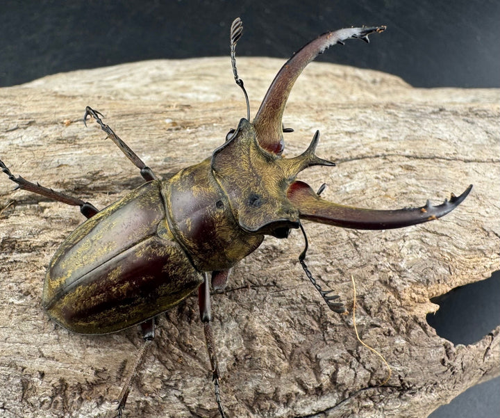 【WD】《ビクトリウスミヤマクワガタ 52.5mm B品ペア》