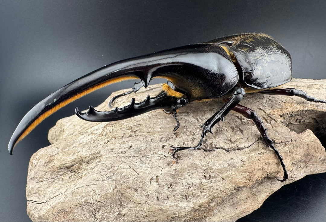 《ヘラクレス・ヘラクレス 132mm ペア》