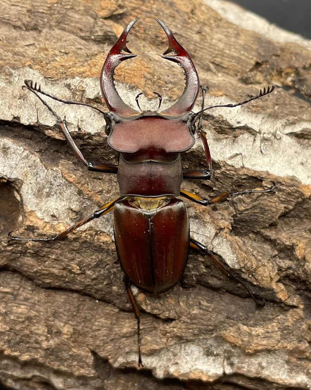 【WD】2018新種記載《ジュシャンミヤマ 58mm ペア》