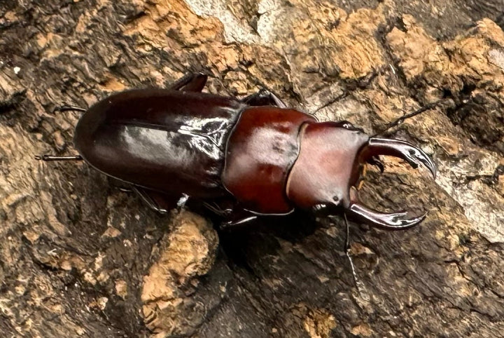 【WD】《モートゥオセスジ原名亜種 ペア》