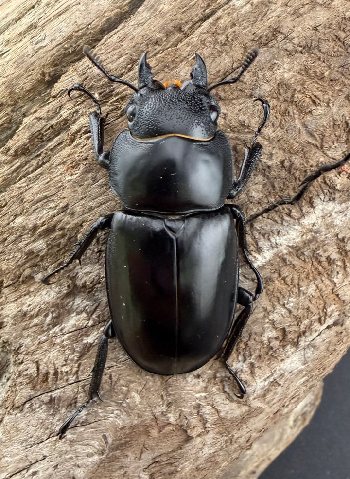 【WD】《ツカモトフタマタ 83mm ペア》