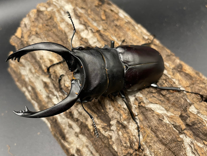 【WD】大型《アルケスツヤクワガタ 93mm ペア》