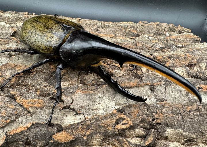 《ヘラクレス・ヘラクレス 145mm ペア》