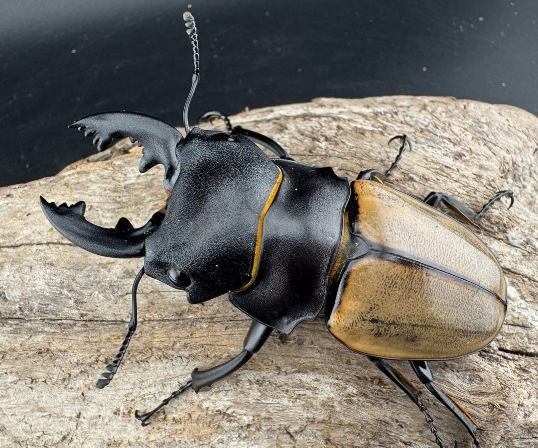 【WD】《カステルナウディツヤ 78.5mm ペア》