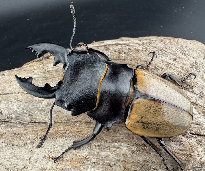 【WD】《カステルナウディツヤ 78.5mm ペア》