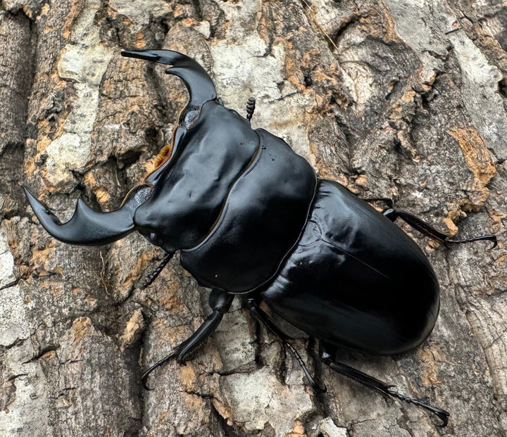 《インドアンタエウス タイガーヒル産 72.5mm ペア》