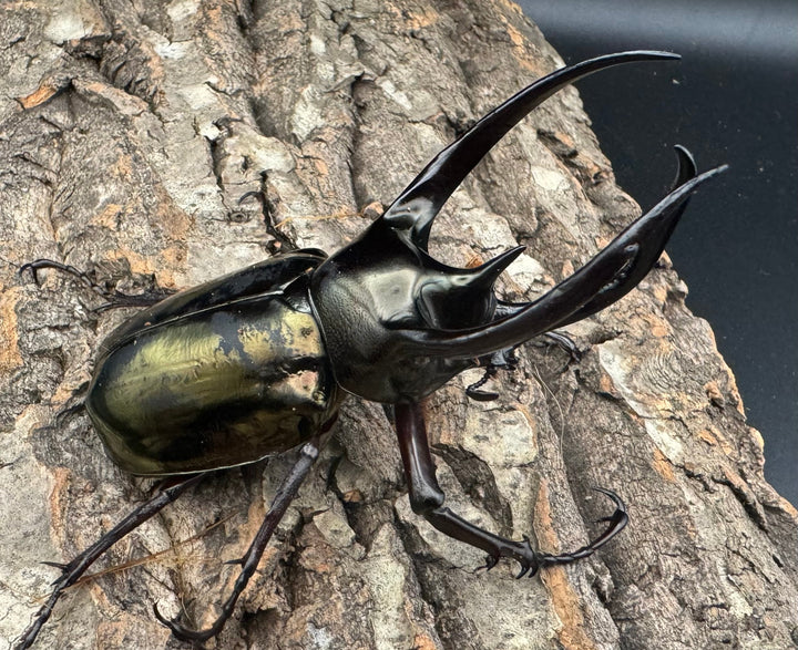 【WD】《ミンダナオアトラスオオカブト 95mm ペア》