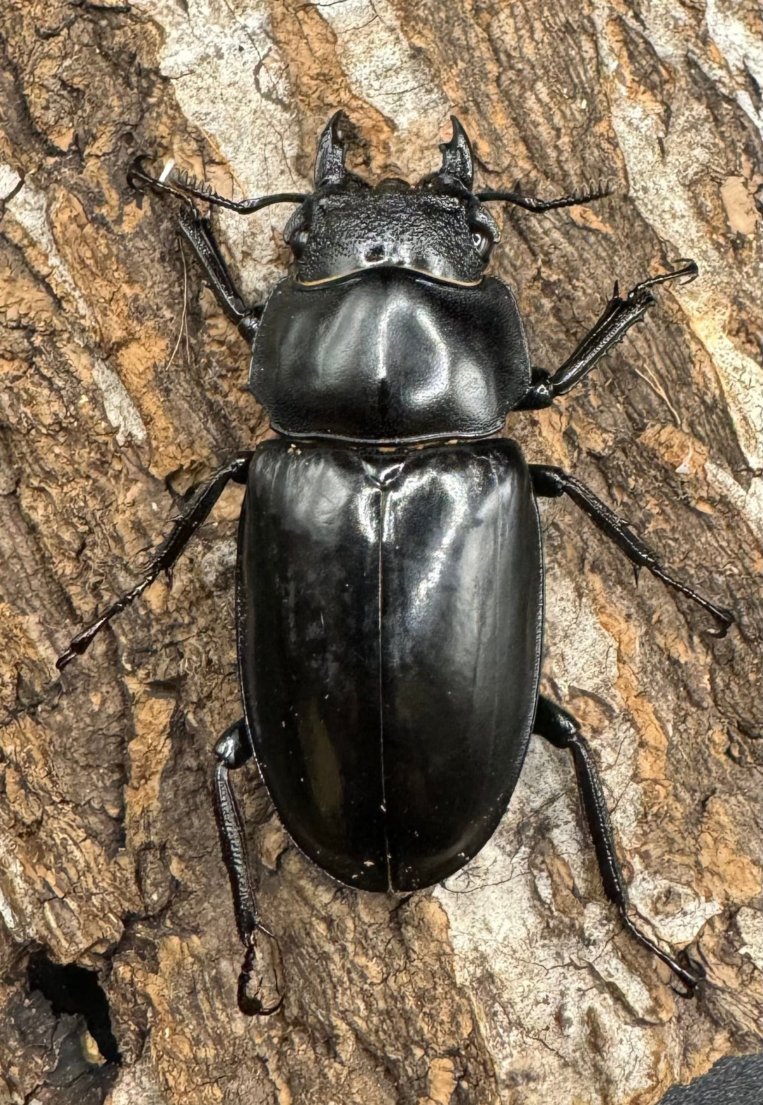 【WD】《セアカフタマタ（パリーフタマタ） 85mm ペア》