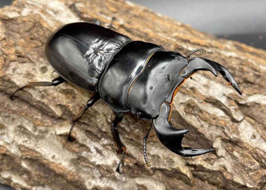 《マレーアンタエウスオオクワ 72.5mm ペア》