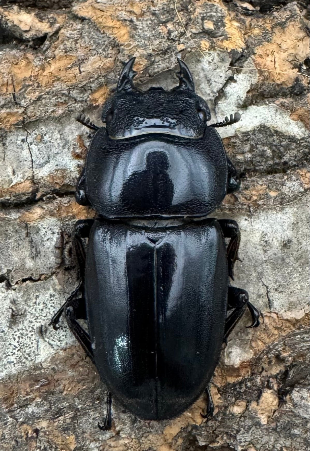 【WF1】即ブリ《マリンドッケヒラタ 88mm ペア》