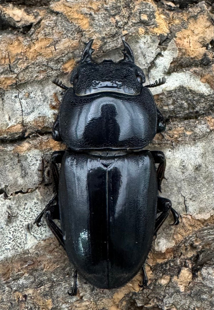 【WF1】即ブリ《マリンドッケヒラタ 88mm ペア》