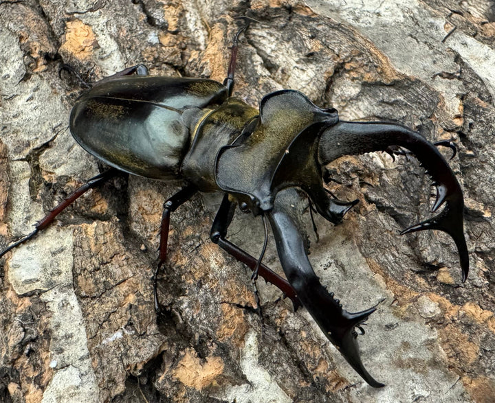 【WD】大型《チェンミヤマ メトク産 75mm ペア》