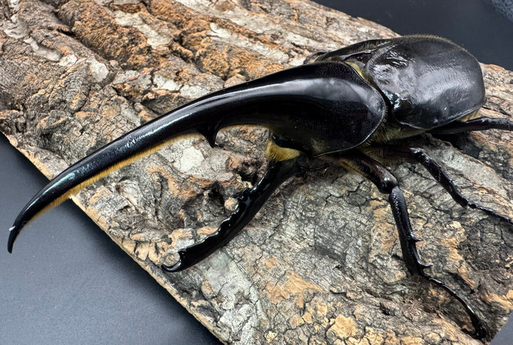 《ヘラクレス・ヘラクレス 146mm ペア》