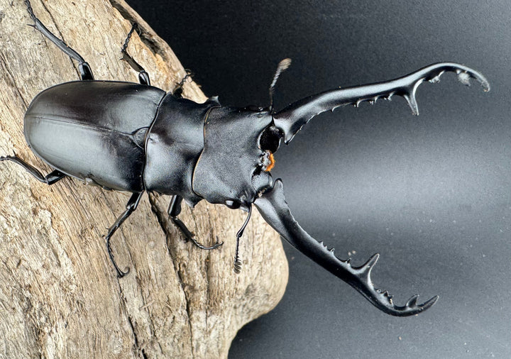 【WF2】《ギラファノコギリ亜種ケイスケ 93mm ペア》