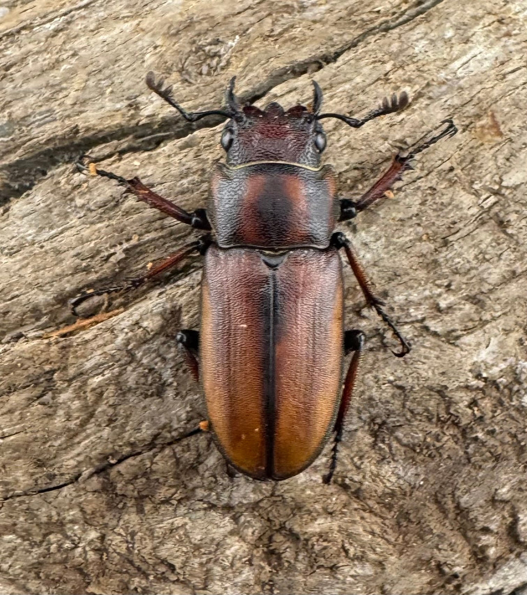 【WD】大型《ズベールホソアカ マラグサン産 52.5mm ペア》