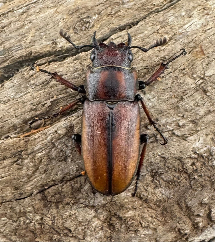 【WD】大型《ズベールホソアカ マラグサン産 52.5mm ペア》