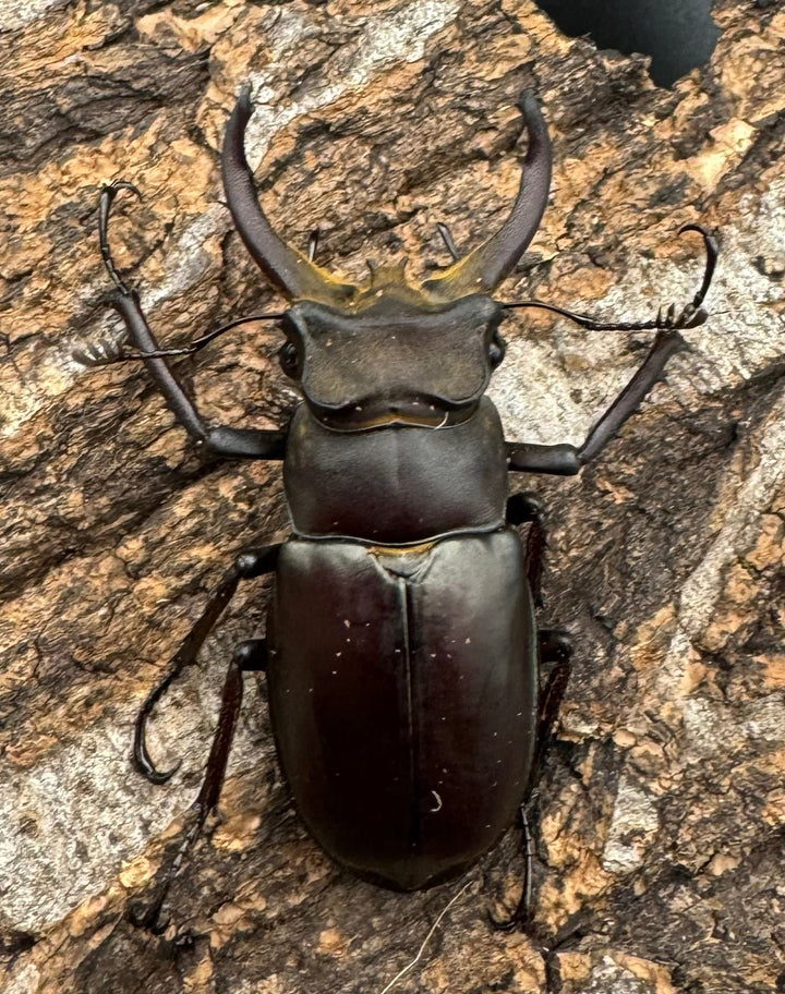 【WD】《フライミヤマクワガタ 48mm ペア》