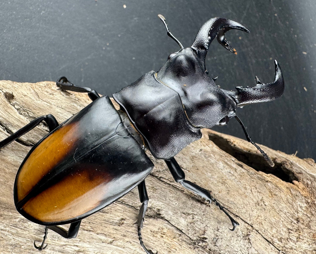 【WD】《セアカフタマタ（パリーフタマタ） 81mm ペア》