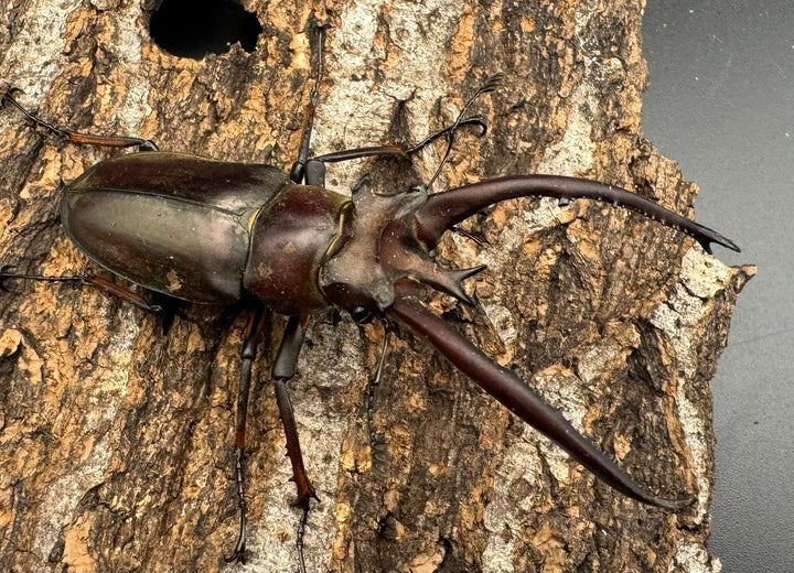 【WD】《プラネットミヤマ 74mm ペア》