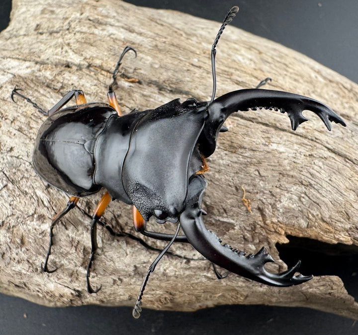 【WD】《インペリアリスツヤ亜種komorii バタラザ産 65mm ペア》