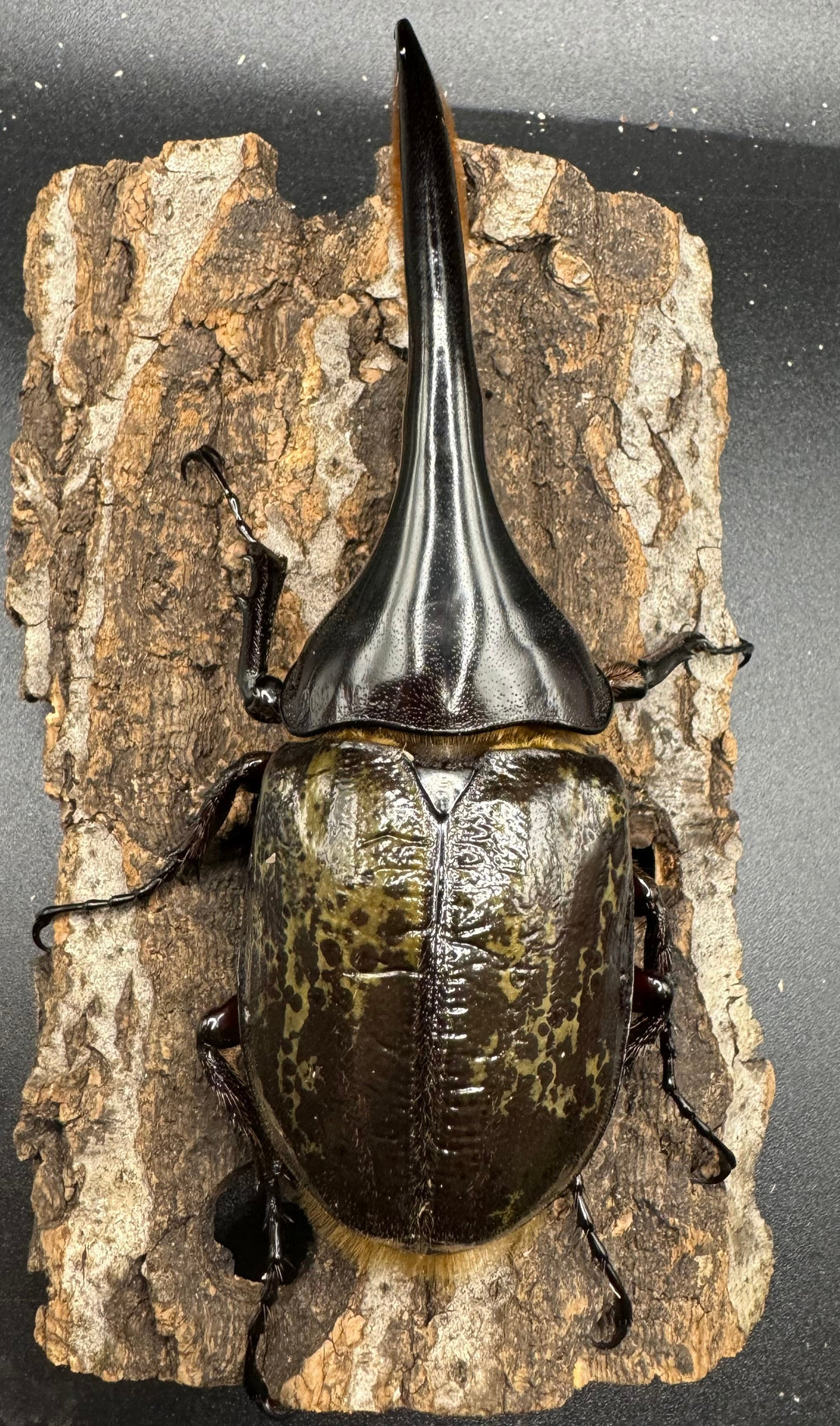 《ヘラクレス・ヘラクレス 122mm ペア》