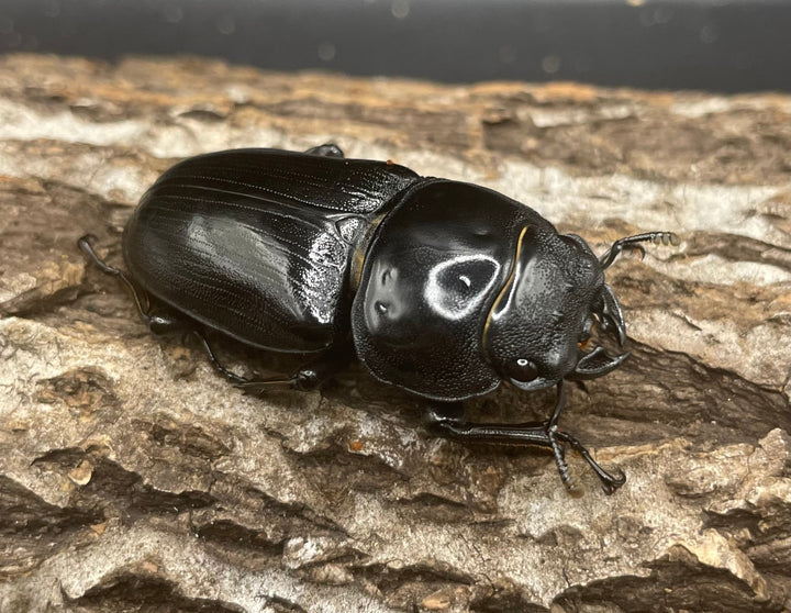 《ホペイオオクワガタ G70血統 74mm ペア》