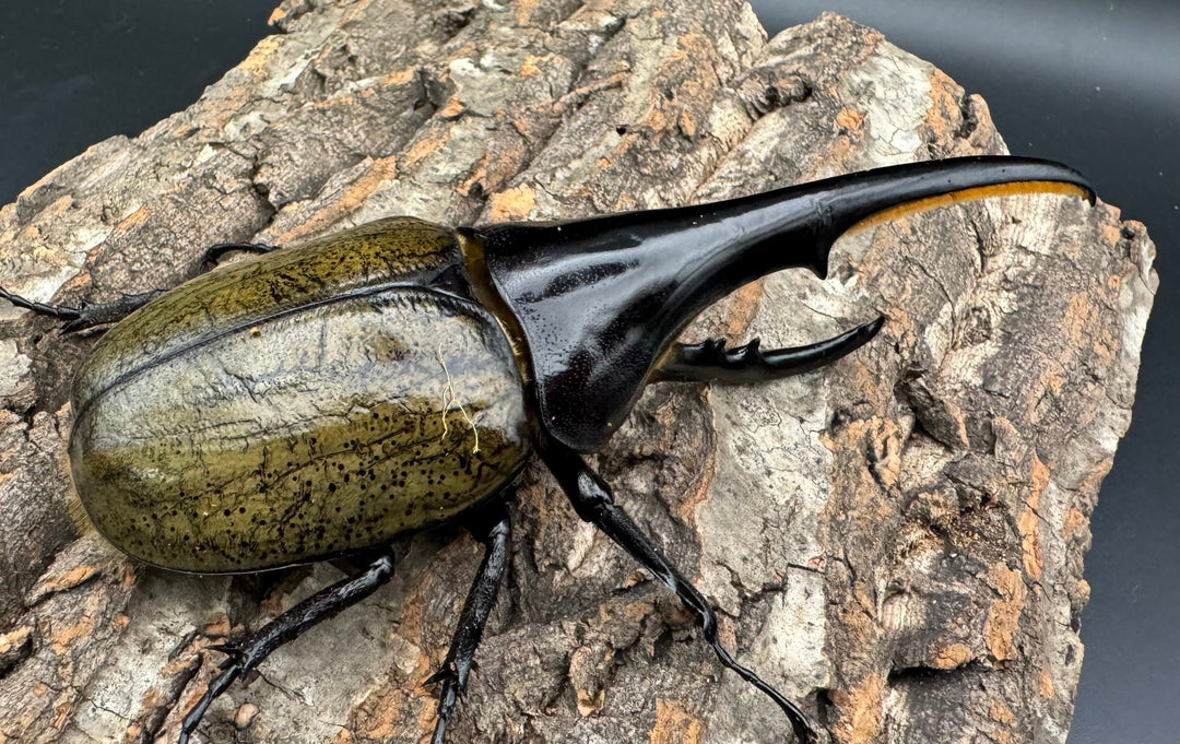 《ヘラクレス・ヘラクレス 145mm ペア》