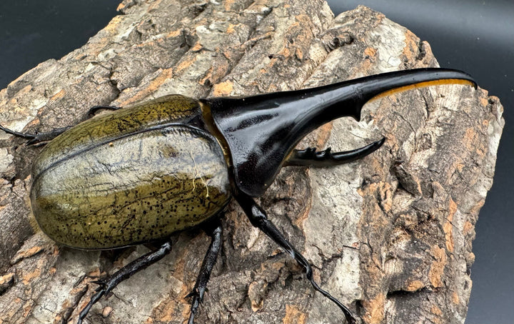 《ヘラクレス・ヘラクレス 145mm ペア》