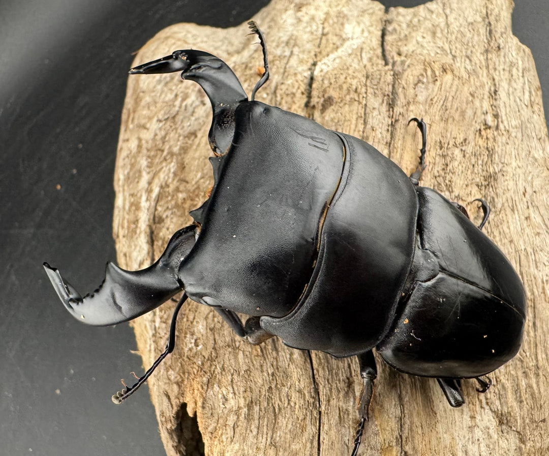 【WD】《ダイオウヒラタ 東ジャワ産 85mm ペア》