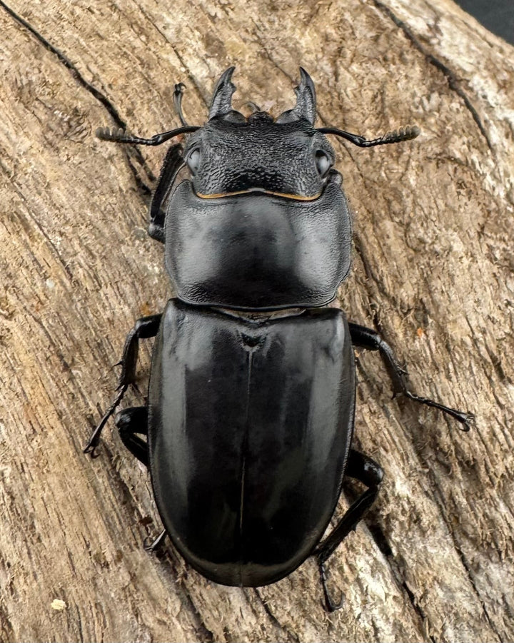 【WD】《リノケロスフタマタ 85mm ペア》