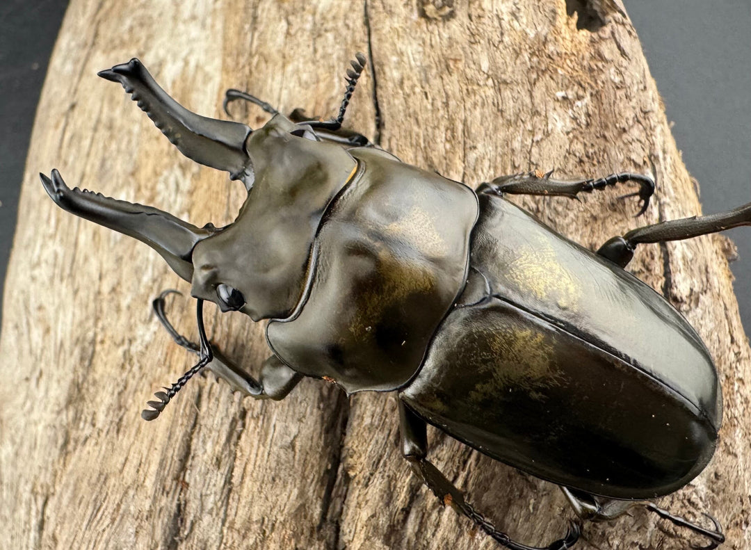 【F0】《ローゼンベルグオウゴンオニクワガタ 64mm ペア》