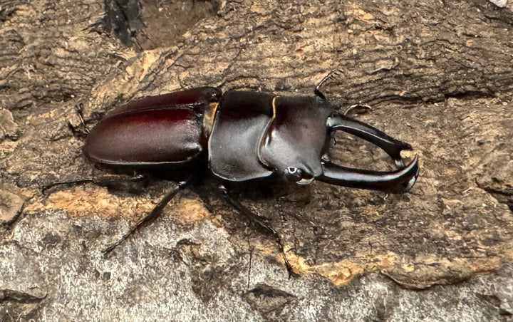 《セグーコクワ ペア》