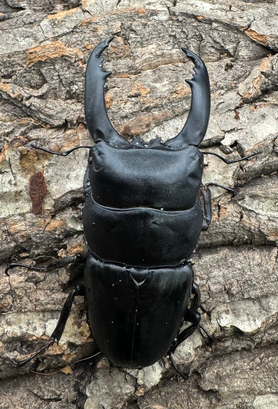 【WD】大型《北カマリネスヒラタ 90mm ペア》