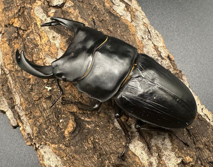 《オオクワガタ 川西血統 78mm ペア》ヒート氏ブリード個体