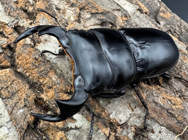 【WF1】《マレーアンタエウス ケランタン産 73mm ペア》